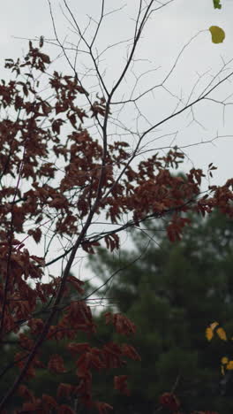 las hojas rojas y amarillas del otoño se balancean suavemente en el viento contra un cielo temperamental, con un fondo borroso con árboles, el movimiento delicado y los ricos tonos estacionales capturan la belleza del otoño.