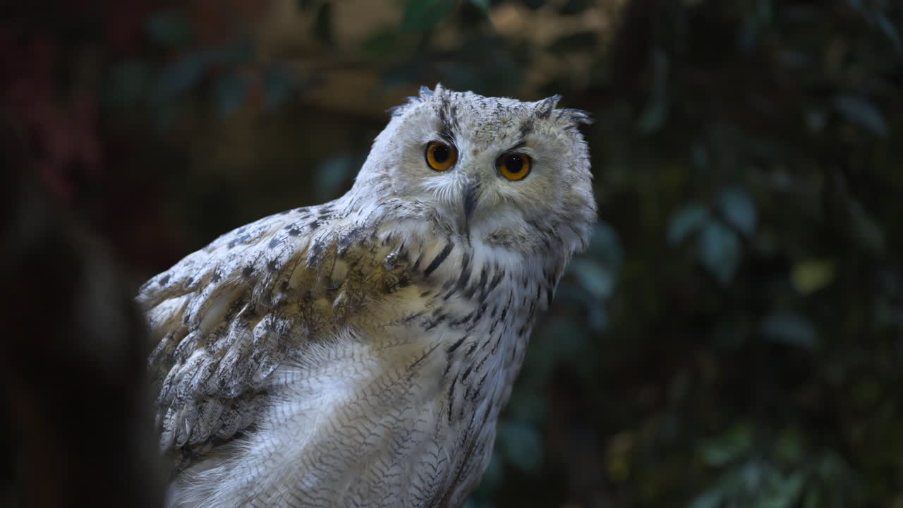 крупный план белого евразийского филина, поворачивающего голову и наблюдающего за окружающей обстановкой