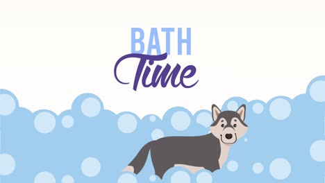 bath time lettering animation with siberian husky in foam