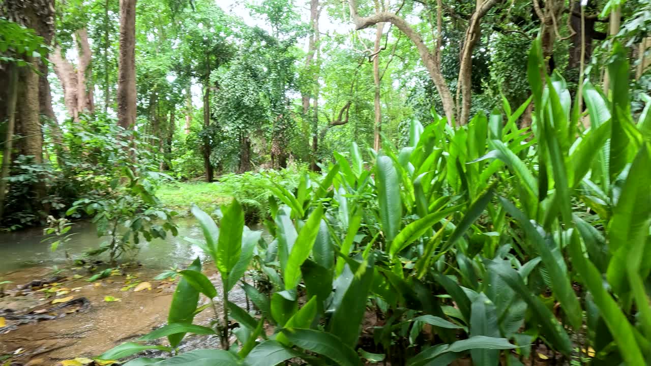 densa vegetación y aguas serenas en tailandia