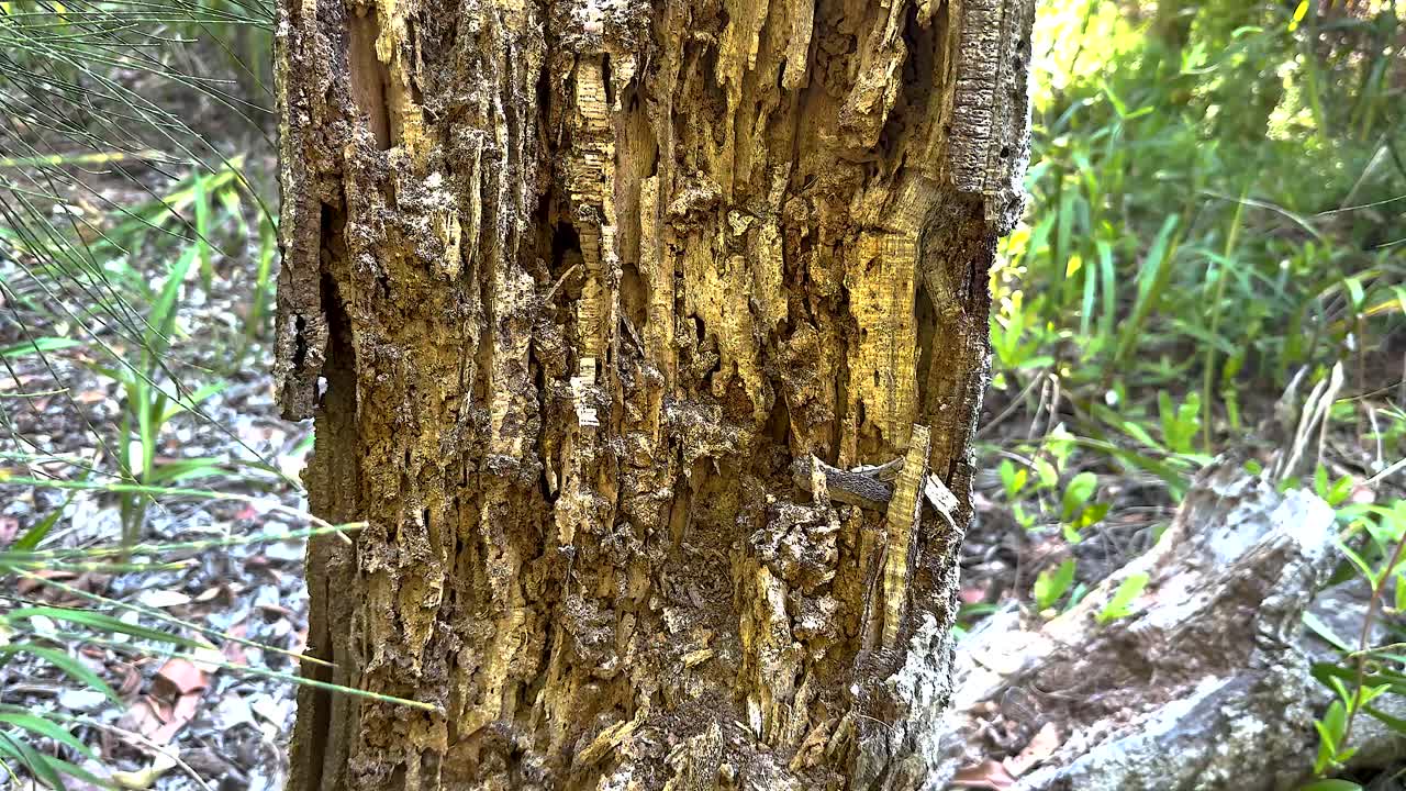 오스트레일리아 에서 열매 가 나무 를 활발 히 잡아먹고 있다