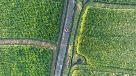 Slow-Motion-Drone-Shot-Following-barefoot-woman-walking-through-rice-paddies-in-Ubud-Bali-Indonesia-at-Sunrise