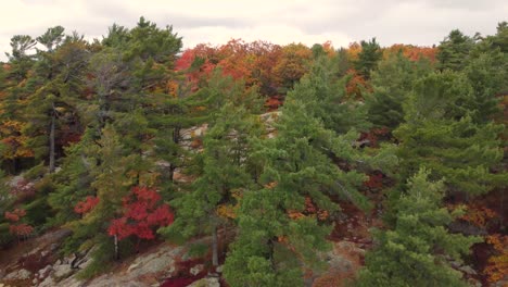 coastal autumn forest colors with rocky floor, aerial drone view