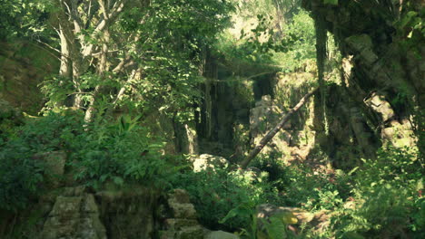 un bosque verde exuberante lleno de muchos árboles camino de montaña