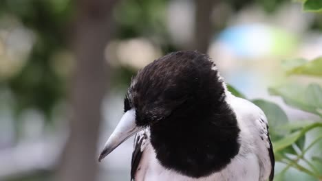 magpie perched, turning head, observing environment