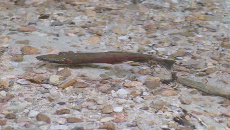 adult coho salmon displaying spawning features