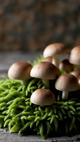 mushrooms on moss