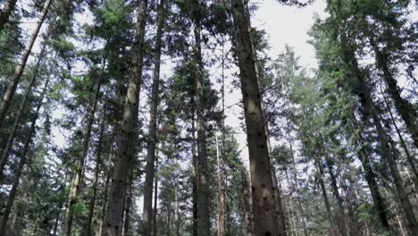 Hermosa-Vista-Del-Bosque-De-Abajo-Hacia-Arriba-Con-Pinos