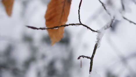 Makroaufnahme-Eines-Orangefarbenen-Blattes-Auf-Einem-Ast