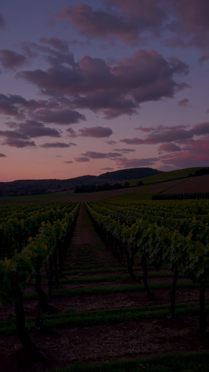 Il tramonto su una vigna