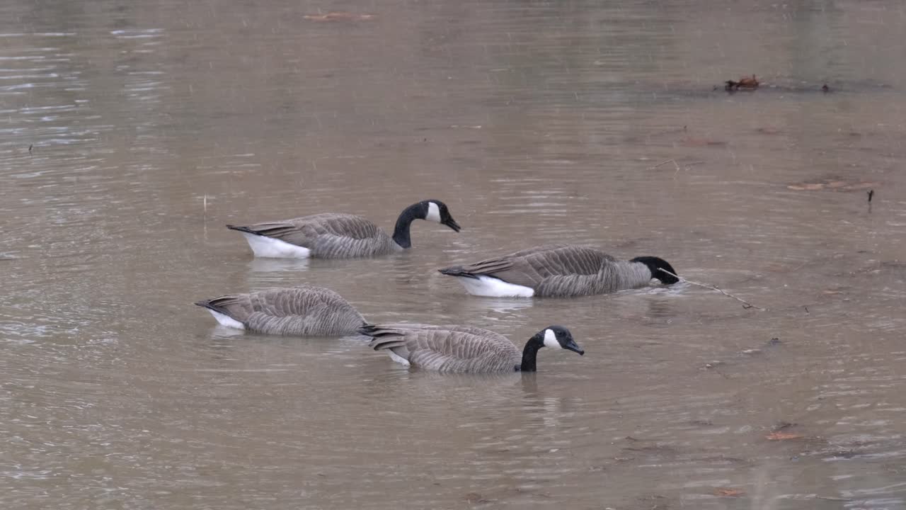 gansos sentados en aguas turbias buceando en busca de comida mientras nieva