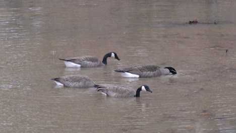 Gänse,-Die-Im-Schlammigen-Wasser-Sitzen-Und-Nach-Nahrung-Tauchen,-Während-Es-Schneit