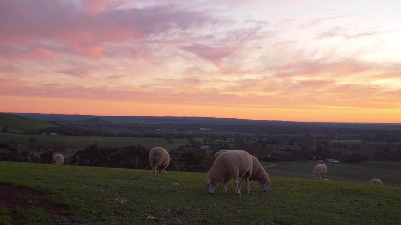 Poll Dorset Sheep Grazing Over Rolling Hills At Sunset In Barossa Valley, South Australia. Wide Shot
