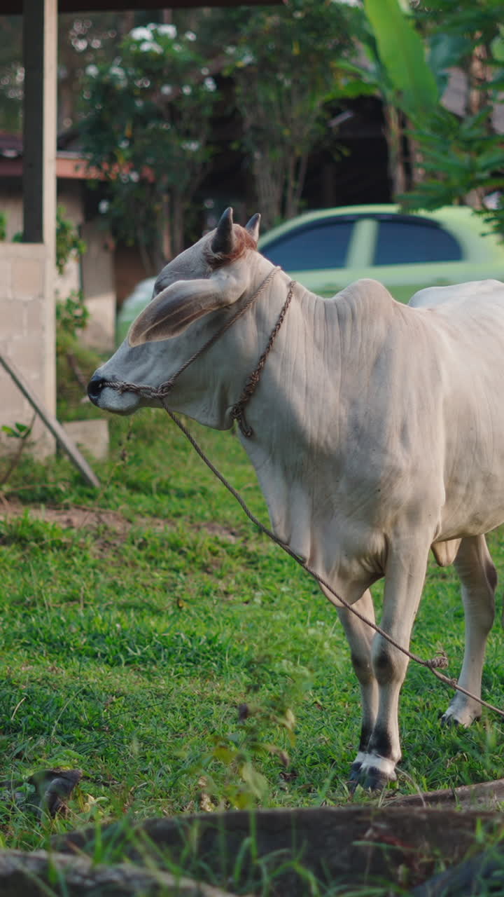 Sapi Putih di Pedesaan