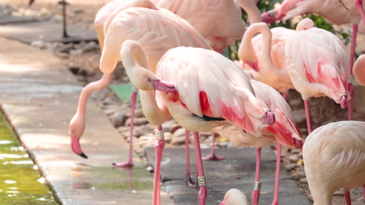 Flamingot kerääntyvät ja ruokailevat Hongkongin puistossa.