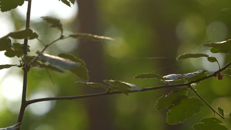 Close-up-View-Of-Green-Leaves-On-Plant-With-Bokeh-Background