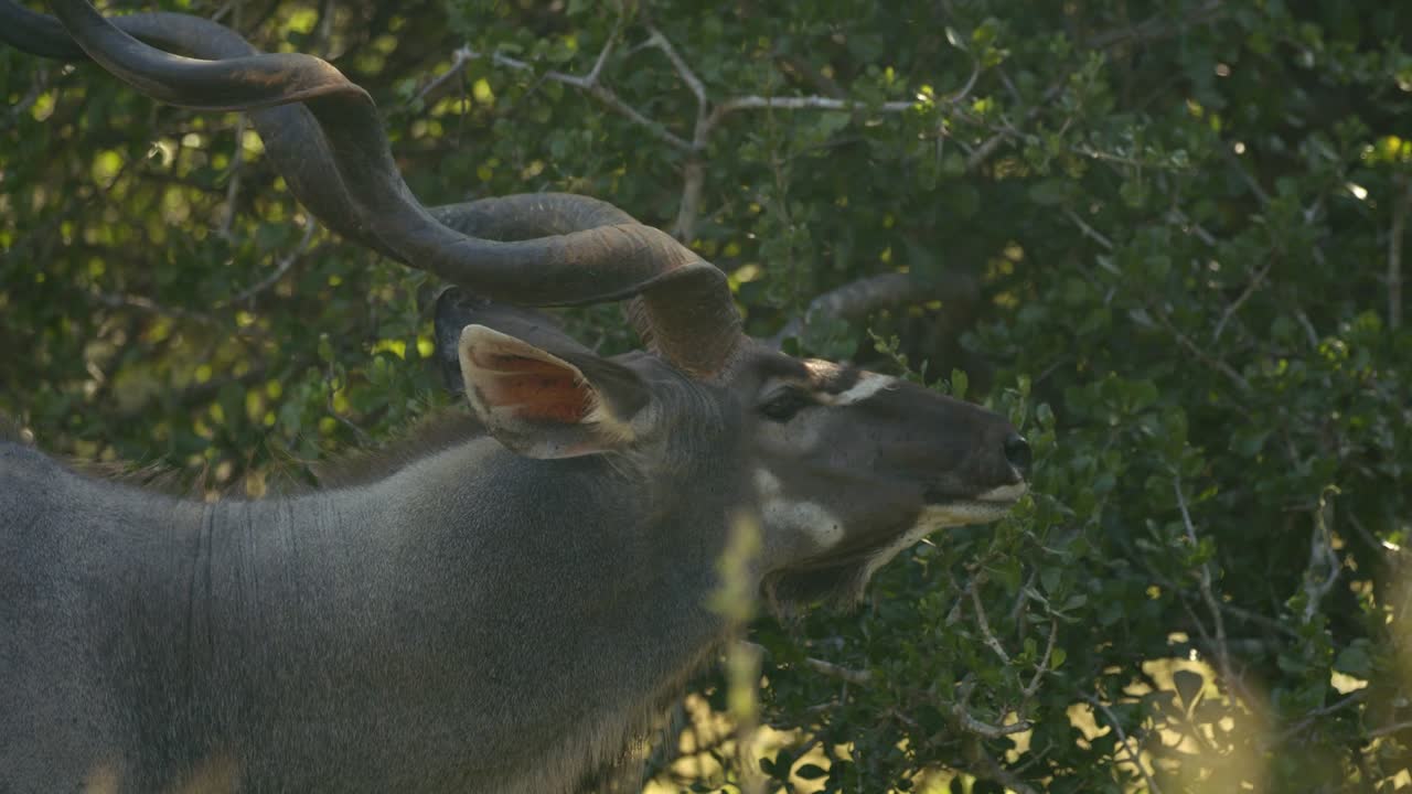 Kudu Bull Eating Tree Leave, Close Up. Full Frame Slow Motion of African Animal in Natural Habitat