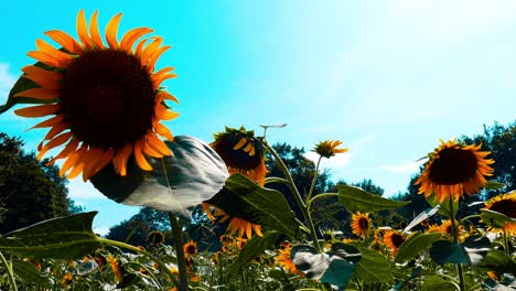 sunflower fields in tokyo, japan