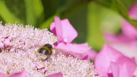macro primer plano de una abeja ocupada arrastrándose a través de los estambres de las flores con las alas revoloteando con poca profundidad de campo