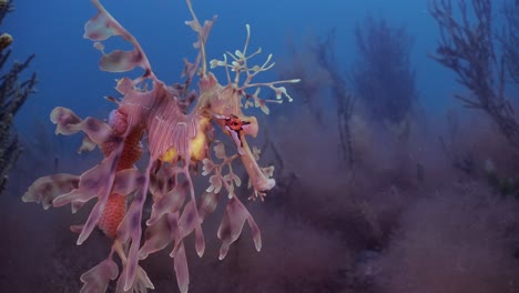 Leafy-Sea-Dragon-with-eggs-4k-slow-motion-South-Australia