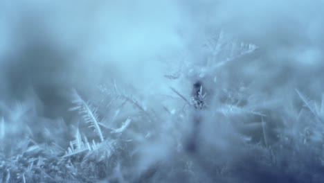 cristales de hielo de nieve en crecimiento a partir de vapor de agua sobresaturado en una base de hielo seco