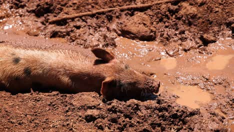 pig wallowing happily in muddy water