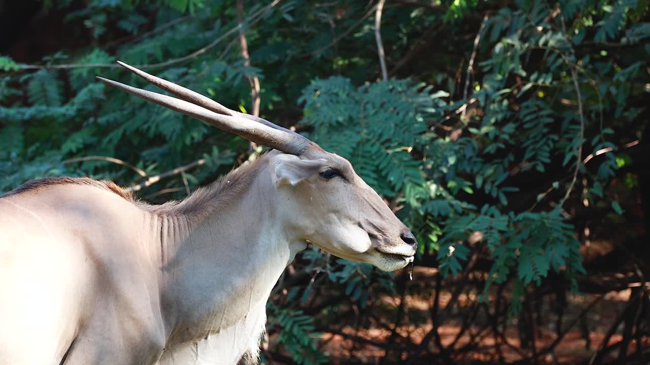숲 속 의 오릭스 안로프 의 모습