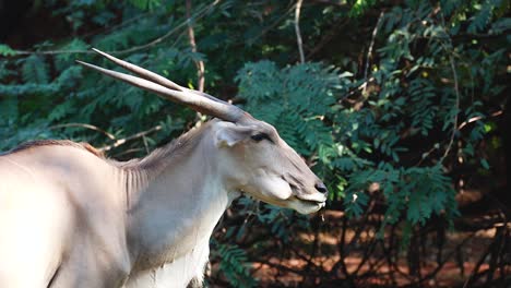 el perfil de un antílope oryx en un bosque