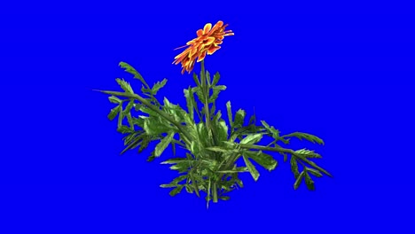 3D-marigold-flower-with-wind-effect-on-blue-screen-3D-animation