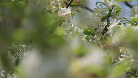 apple trees are in full bloom in the orchard