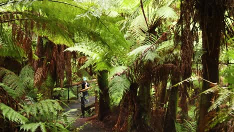 person walking through lush rainforest trail