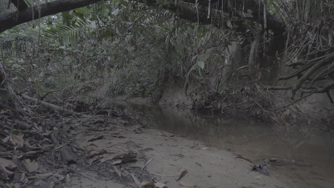 Small Fresh Water stream,forming a river with green south east asia tropical rain forest