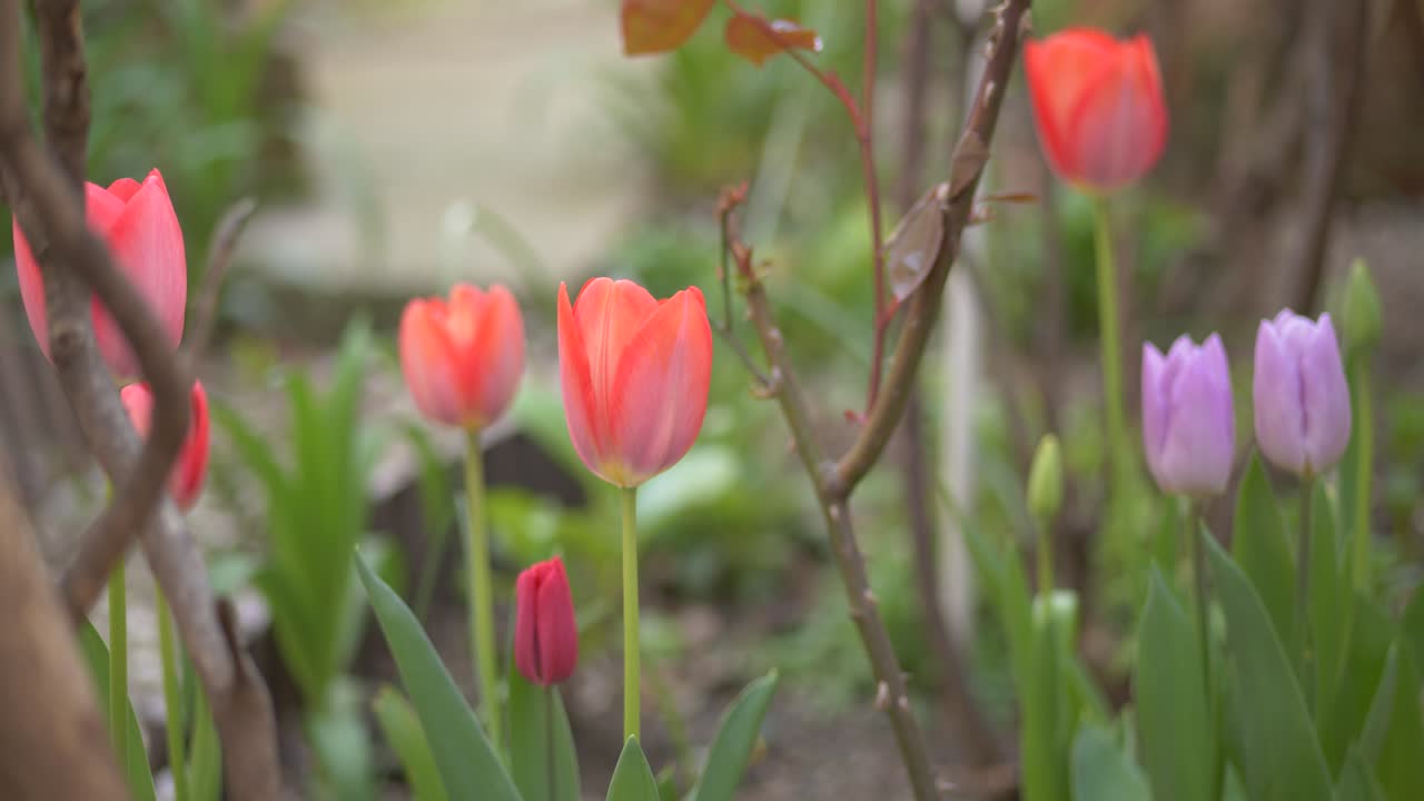 Beautiful nature footage of red and purple tulips, green background