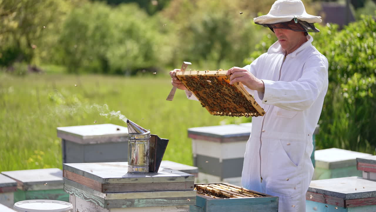 Focused apiarist in white costume checks up honey frames. Apiarist carefully pulls the frame out of hive and looks at it. Blurred nature backdrop.
