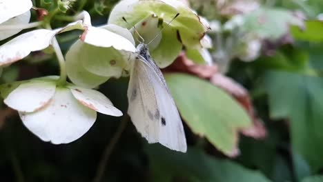 primer plano de una hermosa mariposa blanca colgando boca abajo de la flor