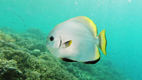 come join me under the sea