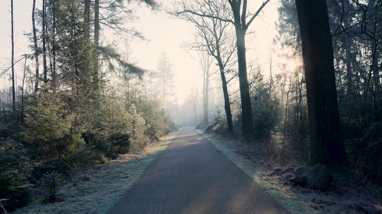 Frozen Forest Path at Sunrise
