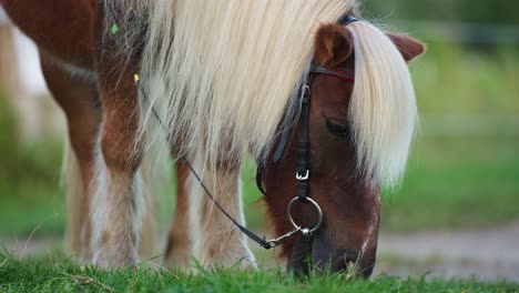 Braunes-Pony,-Das-Gras-Im-Freien-Auf-Der-Grünen-Wiese-Weidet---Kopf-Aus-Nächster-Nähe