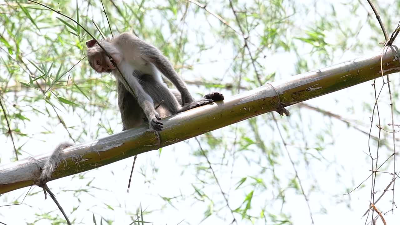 The Long-tailed Macaques are the easiest monkeys to find in Thailand as they are present at temple complexes, national parks, and even villages and cities