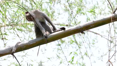 Los-Macacos-De-Cola-Larga-Son-Los-Monos-Más-Fáciles-De-Encontrar-En-Tailandia,-Ya-Que-Están-Presentes-En-Complejos-De-Templos,-Parques-Nacionales-E-Incluso-Pueblos-Y-Ciudades