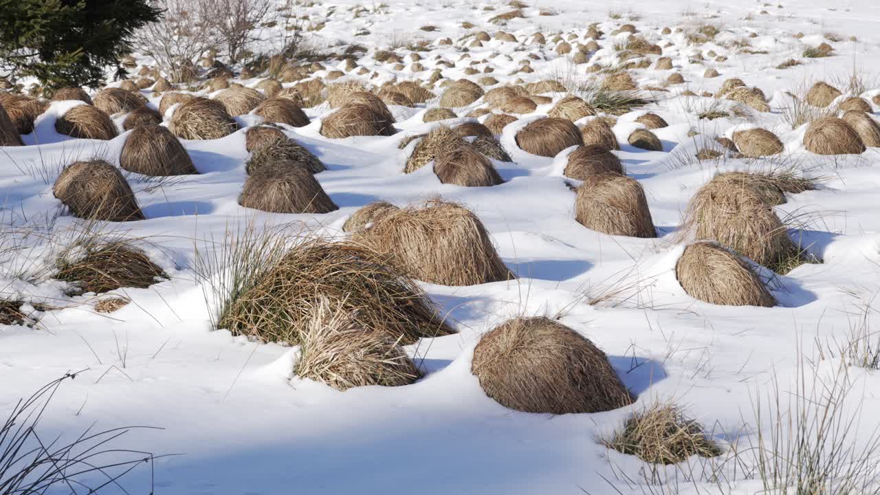 Dry grass vetiver turf harsh winter snow covered frosted cold climate