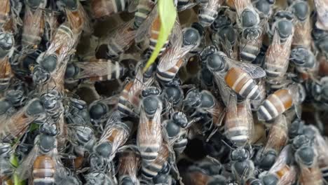 ultra close shot of a bee colony swarming over a honeycomb