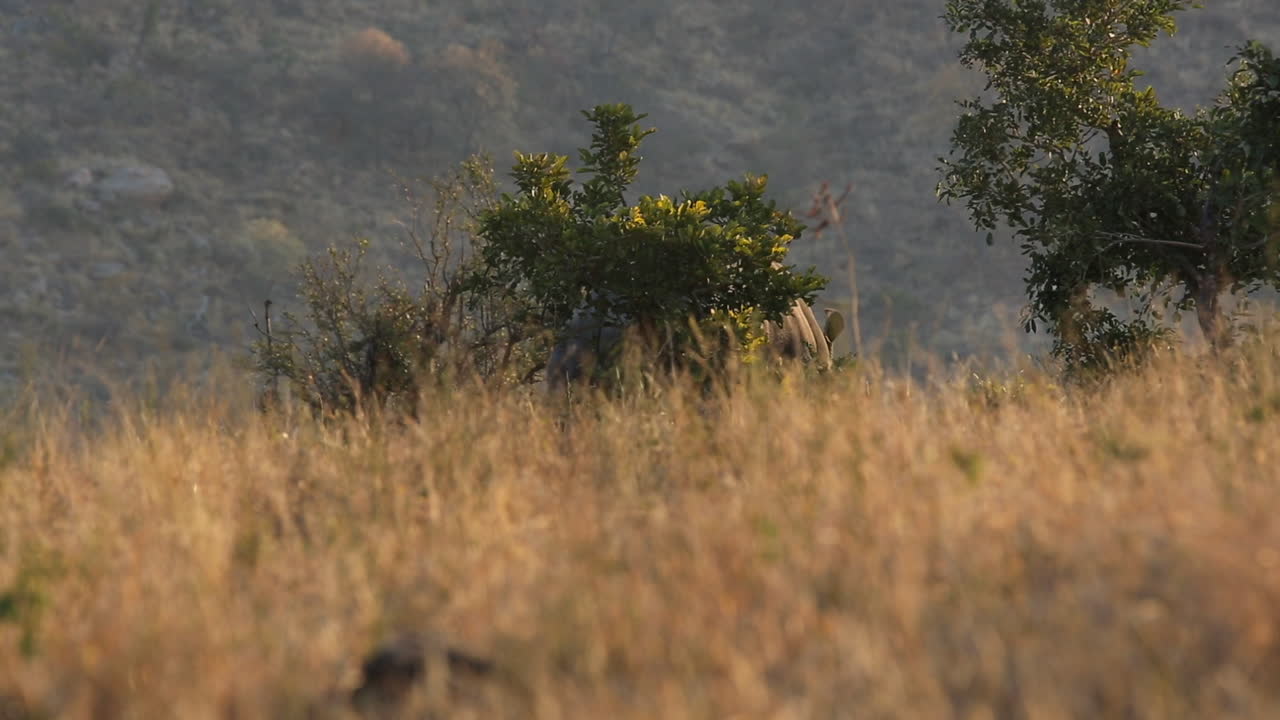 White Rhino hiding in dry grass during golden hour sunset, grazing walking behind bushes, medium shot