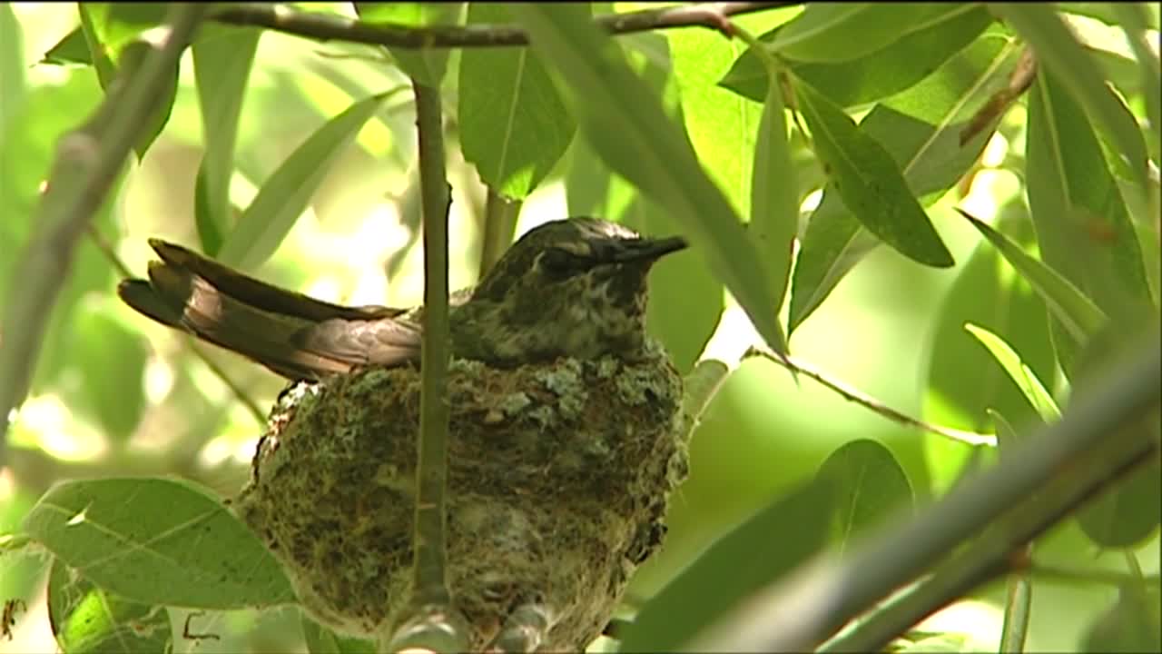 un pájaro se sienta en su nido