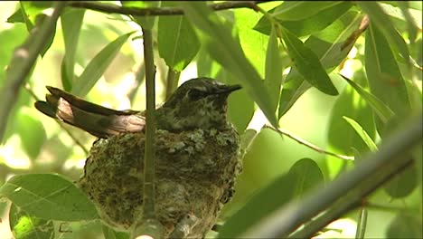 a bird sits on its nest