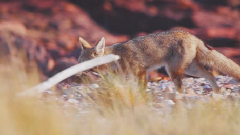 zorro patagónico paseando por la superficie arenosa entre las hierbas secas en busca de comida