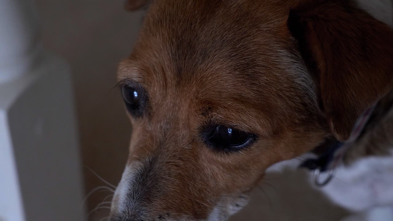 CLOSE-UP EM ÂNGULO ALTO de um Jack Russell a olhar do topo da escada