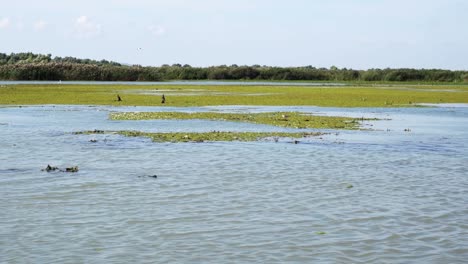 Pelicans-And-Great-Cormorant-Birds-Resting-And-Flying-At-The-Danube-Delta-In-Romania---View-From-A-Boat---wide-shot