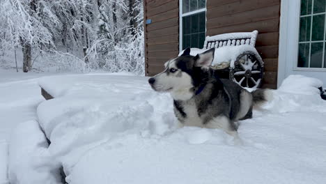 Schöner-Sibirischer-Husky,-Der-Draußen-Im-Schnee-Liegt-Und-Spielt,-Vergräbt-Sein-Gesicht-In-Weißem-Pulver,-Während-Er-Mit-Dem-Schwanz-Wedelt