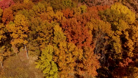 Vuelo-De-Drones-Sobre-árboles-De-Otoño-En-Un-Día-Soleado-4k-Illinois